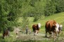 die Khe werden auf die Alm gebracht
07-kuehe-treiben