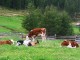 glckliche Tiere grasen auf der Weide hinter den Htten
15-glueckliche-tiere-grasen