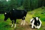 auch Holstein Khe sind im Wolfsbachtal anzutreffen
16-holstein-kuehe